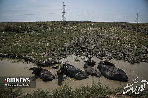 آبرسانی تانکرهای ارتش به روستاهای دشت آزادگان اهواز